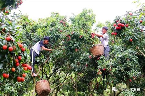 如何化解荔枝豐產的「甜蜜煩惱」？《人民日報》記者在從化找到答案！ 每日頭條