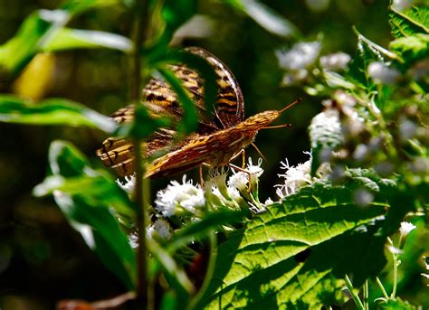 Free Images Nature Leaf Flower Wildlife Green Jungle Insect