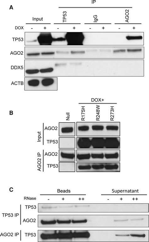 Tp Regulates Mirna Association With Ago To Remodel The Mirnamrna