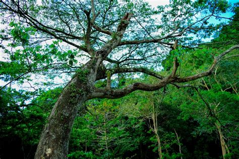 Banco De Imagens Panorama árvore Natureza Ao Ar Livre Ramo