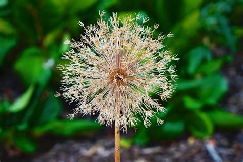 Garlic Flower Bloom Plant Blooming - Free photo on Pixabay - Pixabay