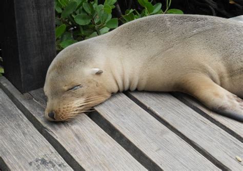 Lais Puzzle Seel We Galapagos Ecuador Teile