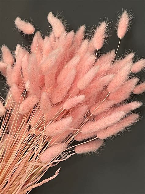 Bunny Tails 20pcs Lagurus Ovatus Rabbit Tail Dried Flowers Etsy