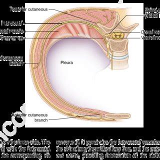 Intercostal Nerve Location