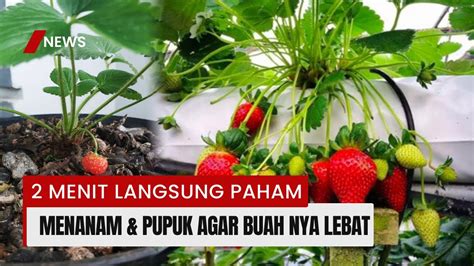 Tips Cara Menanam Dan Pupuk Strawberry Agar Cepat Berbunga Berbuah