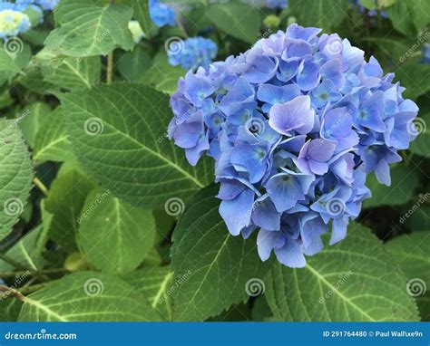 Blue Hortensia Flowers and Leaves. Stock Photo - Image of ortensia ...