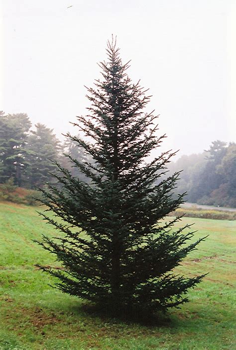 Abies Fraseri Fraser Fir