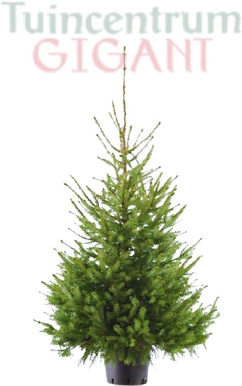 Echte Kerstboom In Pot Met Kluit 125 150cm Picea Omorika Bol