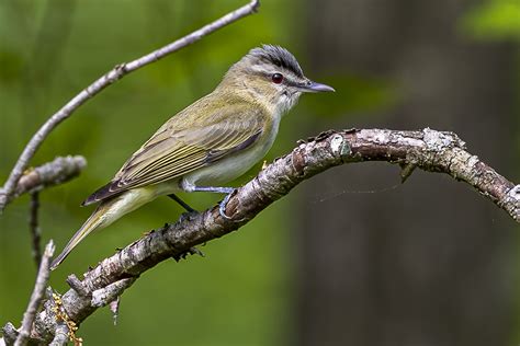 Red Eyed Vireo From Rockland County NY USA On May 19 2023 At 10 13