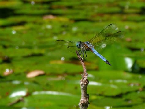 Attracting Dragonflies to your Garden Using Sustainable Design