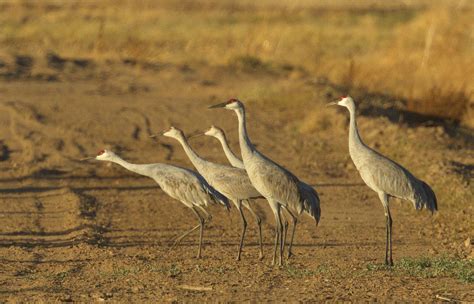 Sandhill Crane | San Diego Bird Spot