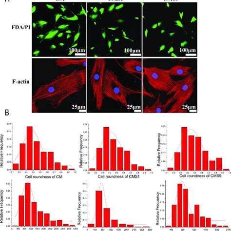 Cell Viability Obtained By Fda Pi Staining For The Bmscs Encapsulated