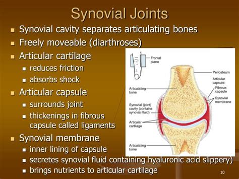 Functions Of Synovial Joints