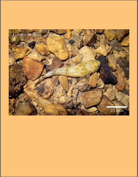 Crevice Cave Biology issue of Missouri Speleology | Missouri ...