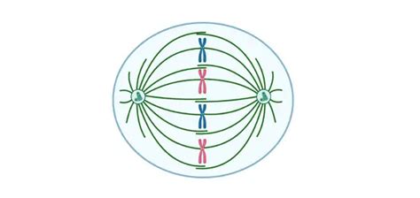 Metaphase Definition Types Diagram Examples I Notesbard