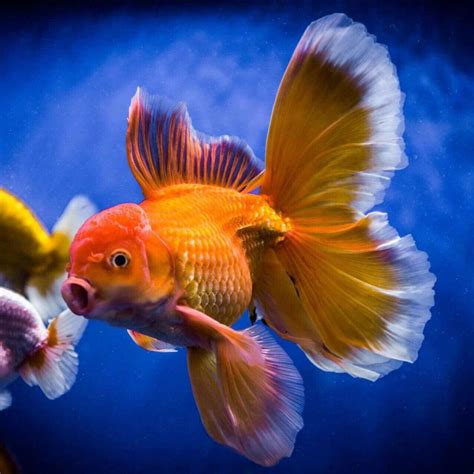 Fantail Goldfish Care Guide Artofit