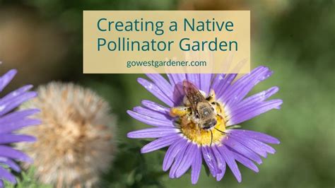 Creating A Native Pollinator Garden In Colorado Practical Tips