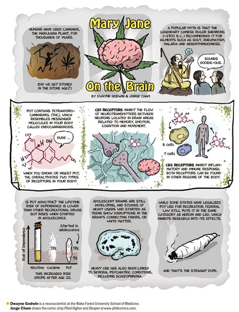 Does Pot Cause Your Brain to Rot? - Scientific American