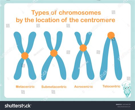 Chromosome Type According Position Centromere Metacentric Stock Vector (Royalty Free) 1281044278 ...