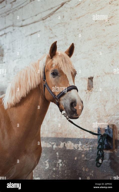 A Vertical Shot Of Beautiful Horse Haflinger Tied To A Wall With Chain