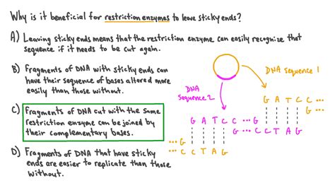 Restriction Enzymes Sticky Ends