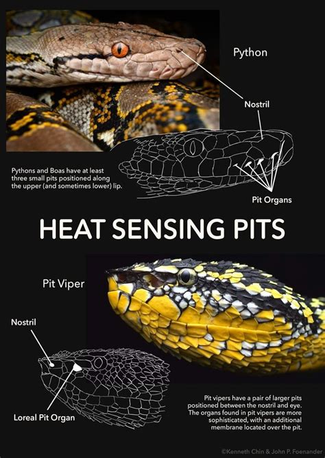 Two Groups Of Snakes Independently Developed The Ability To Detect