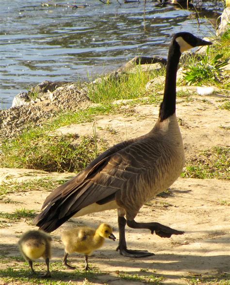 Dreams & Happy Things...: Goose stepping along the American River