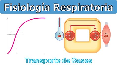 TRANSPORTE DE GASES FISIOLOGÍA RESPIRATORIA YouTube