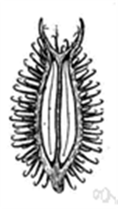 cocklebur definition  cocklebur    dictionary