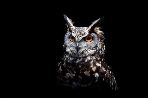 1920x1080px Free Download Hd Wallpaper Owl Dark Background Animal