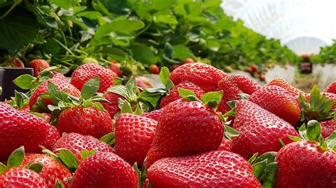 How To Grow And Care For A Strawberry Plant