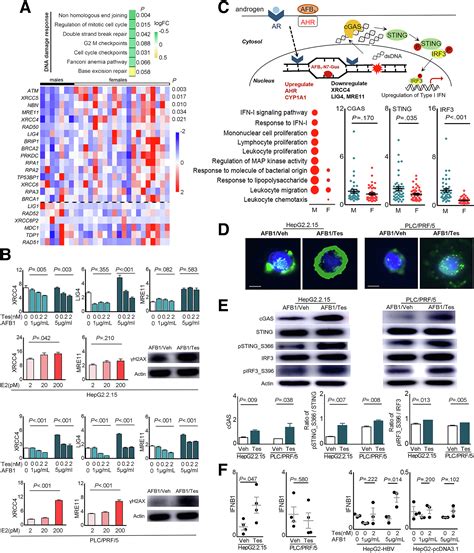 Sex Differences In Genomic Features Of Hepatitis Bassociated