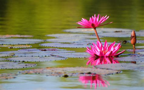 Wallpaper Pink Water Lily Flowers Pond Leaves 2560x1600 Picture Image