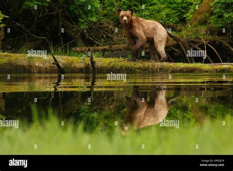 Adult Grizzly Bear Ursus Arctos Horribilis Standing On A Log At The