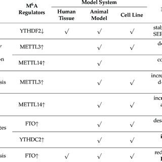 Molecular Mechanisms Of M A Modification In Pathological