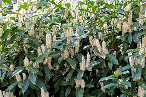 Kirschlorbeer verboten Was Gartenbesitzer wissen müssen