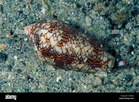 Geography Cone Shell Hi Res Stock Photography And Images Alamy