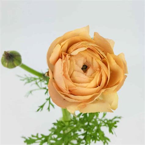 Ranunculus Peach Wholesale Bulk Flowers Cascade Floral