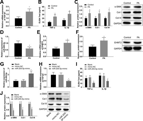 Overexpression Of Mir P Attenuates Fibrosis In Atrial Muscle