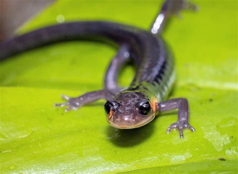 Giant salamander fossil reveals deep roots of Appalachian diversity