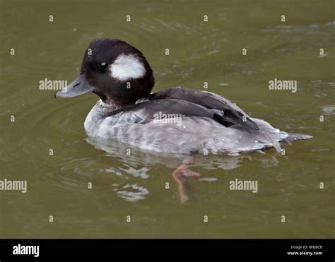 Bufflehead Duck Bucephala Albeola Female Stock Photo Alamy