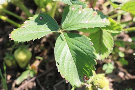 Schädlinge an Erdbeeren Würmer Käfer Co natürlich bekämpfen