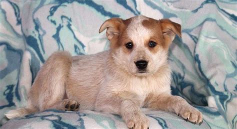 Collie Mix.Meet Bailey a Puppy for Adoption.