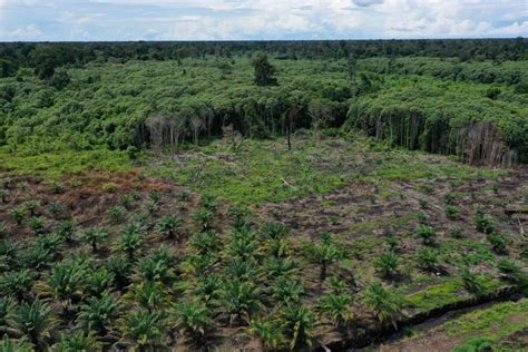 Deforestasi Rawa Singkil Tertinggi Di Aceh Ancaman Serius Habitat