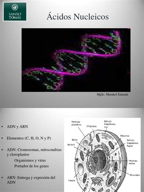 Pdf Acidos Nucle Cos Dokumen Tips