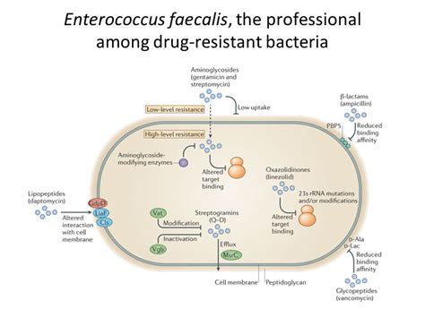 Antibiotic For Enterococcus Faecalis Uti