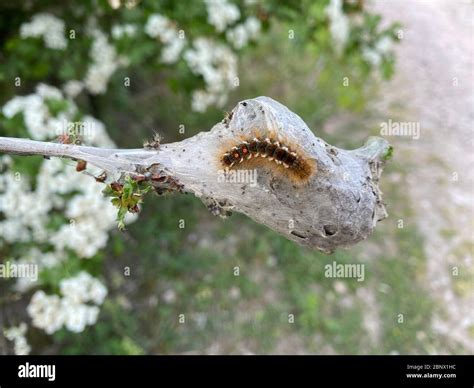 Brown Tail Moth Hi Res Stock Photography And Images Alamy