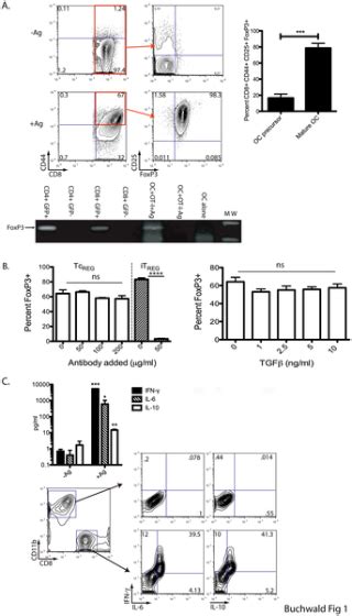 Osteoclast Activated Foxp3 Cd8 T Cells Suppress Bone Resorption In