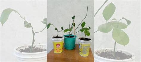 Лимон купить в Междуреченске | Товары для дома и дачи | Авито