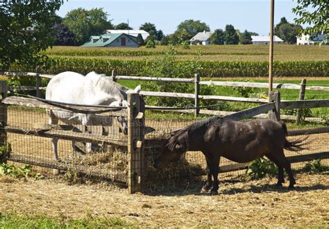 Amish Farm Lancaster Usa Stock Photo Image Of Wood 17269704